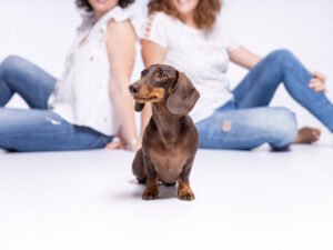 Sesión de fotos en estudio de Berlín, un teckel mini con su familia