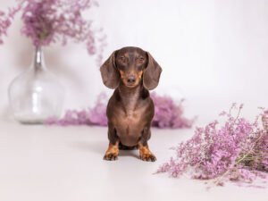 Sesión de fotos en estudio de Berlín, un teckel mini con su familia