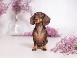 Sesión de fotos en estudio de Berlín, un teckel mini con su familia