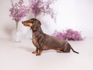 Sesión de fotos en estudio de Berlín, un teckel mini con su familia