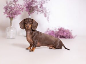 Sesión de fotos en estudio de Berlín, un teckel mini con su familia