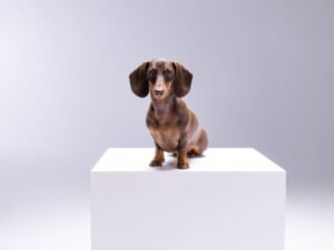 Sesión de fotos en estudio de Berlín, un teckel mini con su familia