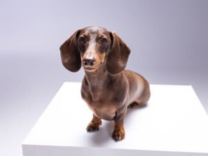 Sesión de fotos en estudio de Berlín, un teckel mini con su familia